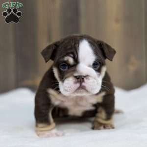Cocoa Tide, English Bulldog Puppy